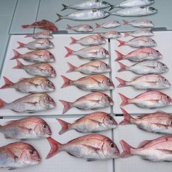 フィッシングボートACE(エース) 釣果