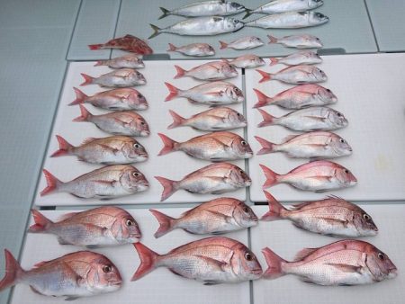 フィッシングボートACE(エース) 釣果