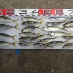 のとじま臨海公園海づりセンター 釣果