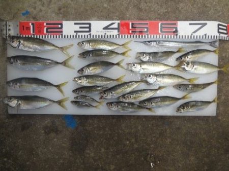 のとじま臨海公園海づりセンター 釣果