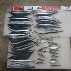 のとじま臨海公園海づりセンター 釣果