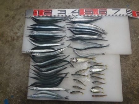 のとじま臨海公園海づりセンター 釣果