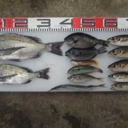 のとじま臨海公園海づりセンター 釣果