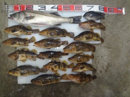 のとじま臨海公園海づりセンター 釣果