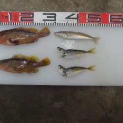 のとじま臨海公園海づりセンター 釣果