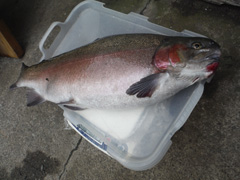 すそのフィッシングパーク 釣果