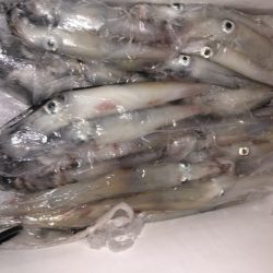 幸風（さちかぜ） 釣果