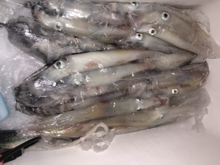 幸風（さちかぜ） 釣果