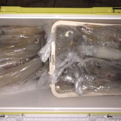 幸風（さちかぜ） 釣果