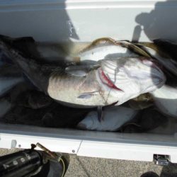 大進丸(新潟) 釣果