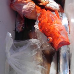 遊漁船 新鋭丸 釣果