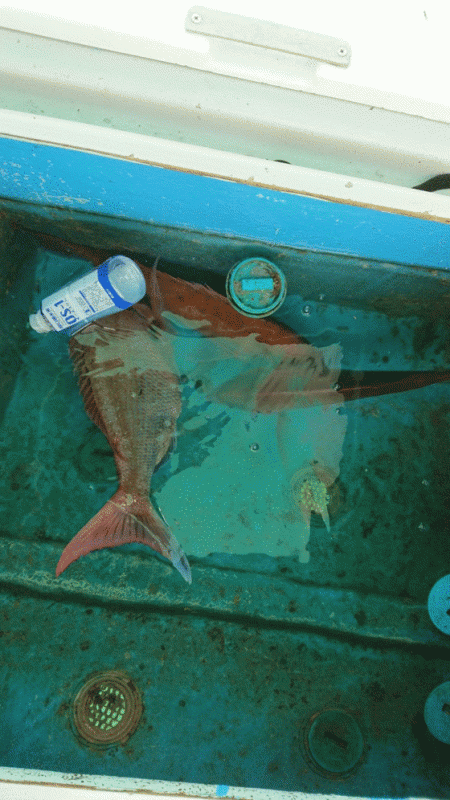 第二ゆず丸 釣果