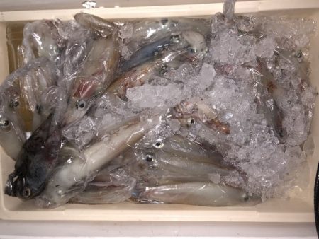 幸風（さちかぜ） 釣果
