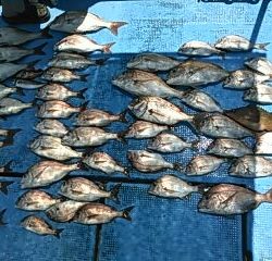 フィッシングガイド りょう 釣果