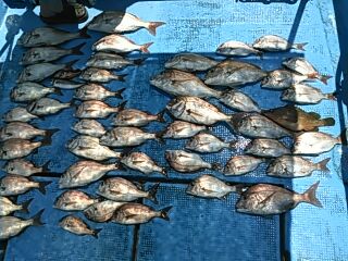 フィッシングガイド りょう 釣果