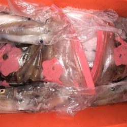 幸風（さちかぜ） 釣果