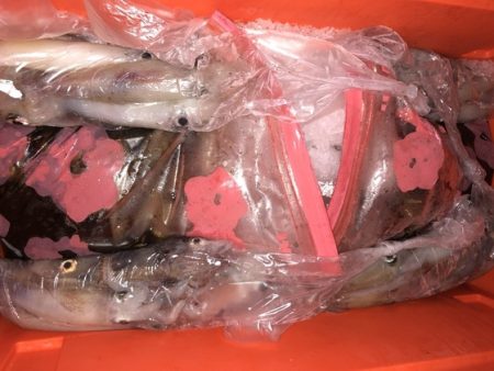 幸風（さちかぜ） 釣果