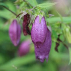 小菅トラウトガーデン 釣果