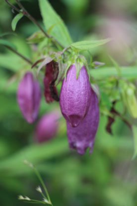 小菅トラウトガーデン 釣果