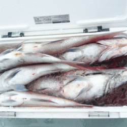 遊漁船ブルーウッズ 釣果