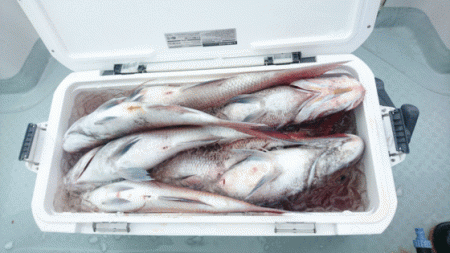 遊漁船ブルーウッズ 釣果