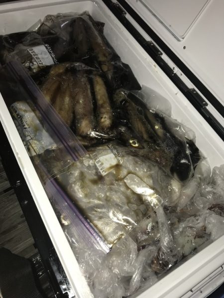 寿裕 （YOSHIHIRO） 釣果