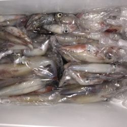 幸風（さちかぜ） 釣果