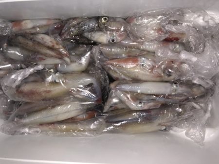 幸風（さちかぜ） 釣果