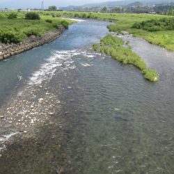 狩野川(狩野川漁業協同組合) 釣果