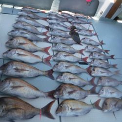 遊漁船 幸友丸 釣果