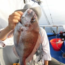 鯛紅丸 釣果