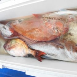 鯛紅丸 釣果
