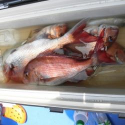 鯛紅丸 釣果