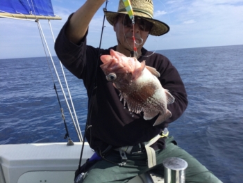 鯛紅丸 釣果
