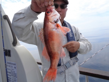 鯛紅丸 釣果