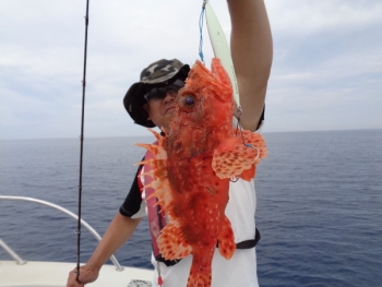 鯛紅丸 釣果
