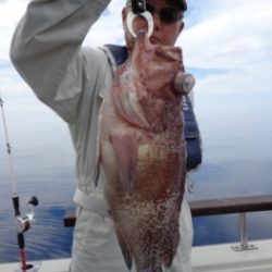 鯛紅丸 釣果