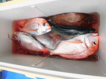 鯛紅丸 釣果