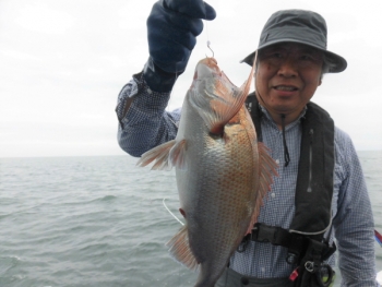 鯛紅丸 釣果