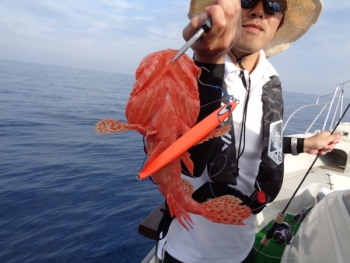 鯛紅丸 釣果