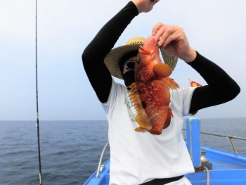 鯛紅丸 釣果