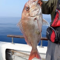 鯛紅丸 釣果