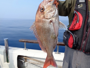 鯛紅丸 釣果
