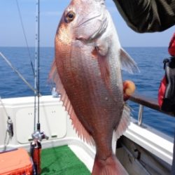 鯛紅丸 釣果