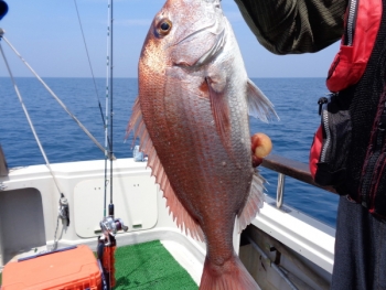 鯛紅丸 釣果
