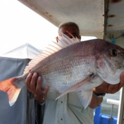 鯛紅丸 釣果