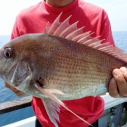 鯛紅丸 釣果