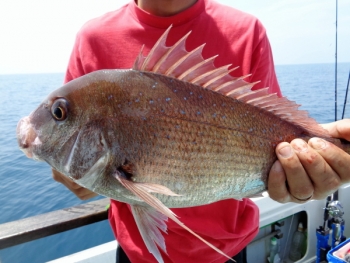 鯛紅丸 釣果