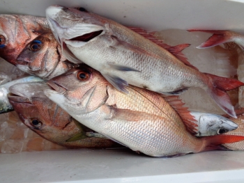 鯛紅丸 釣果