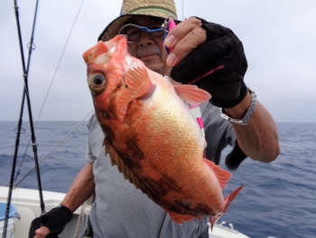 鯛紅丸 釣果